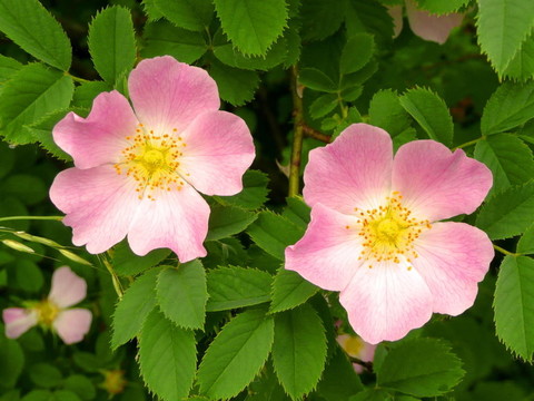 狗薔薇