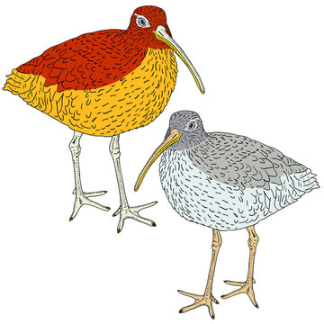 白腰杓鷸；鳥。插畫。