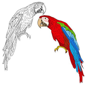 金剛鸚鵡。插畫。