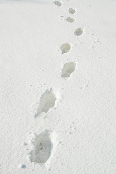 雪中的腳印