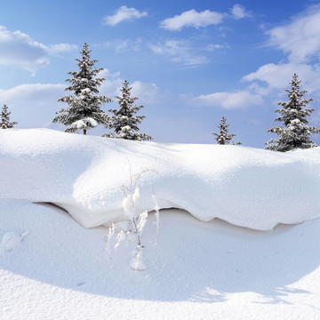白雪覆蓋的
