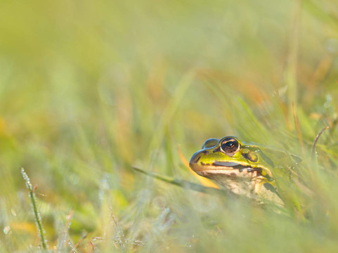 食用蛙（Pelophylax esculentus）