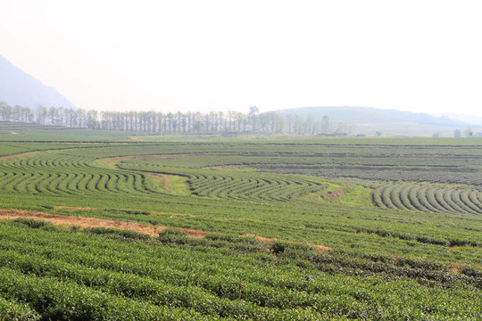 綠茶農(nóng)場