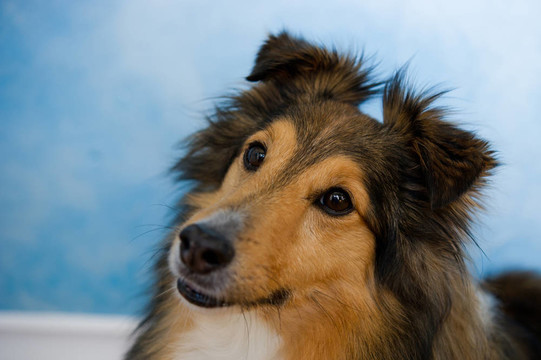 喜樂蒂牧羊犬