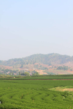 綠茶農(nóng)場
