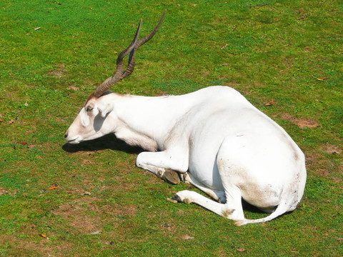 Addax
