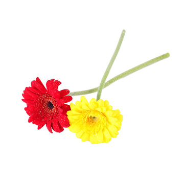 紅色和黃色的非洲菊的分離和提純