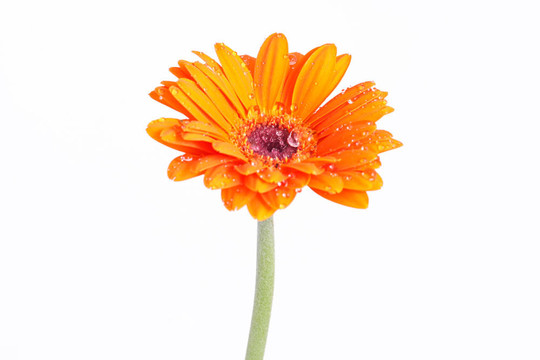 橙花孤立Gerber