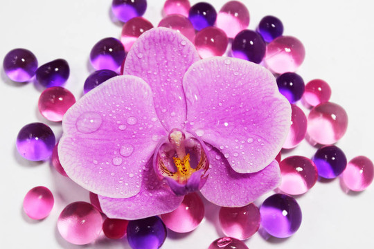 蘭花