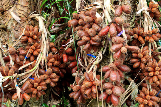 Zalacca；傳統(tǒng)的季節(jié)性水果口味的泰國