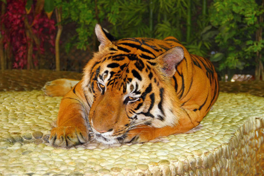 臥虎。泰國動物園。
