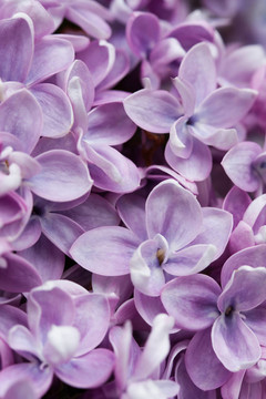 丁香花