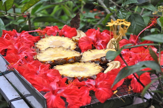 花園里的菠蘿
