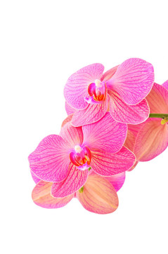 粉紅色蘭花花；在白色背景上分離