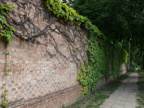 陰暗的路徑
