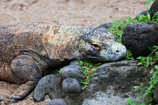 科莫多龍；Varanus komodoensis；是生活在世界上最大的蜥蜴；印度尼西亞