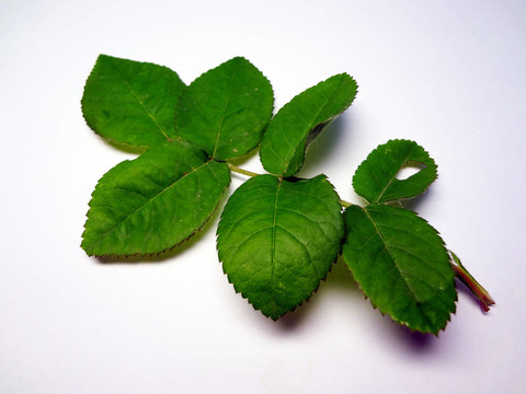 玫瑰綠片