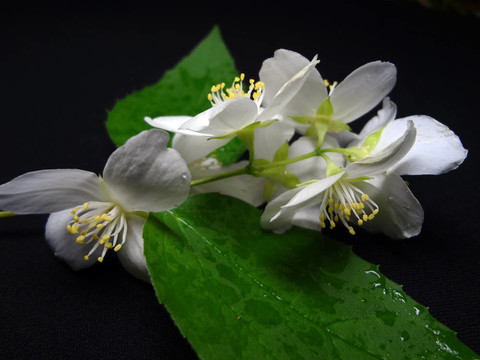 茉莉