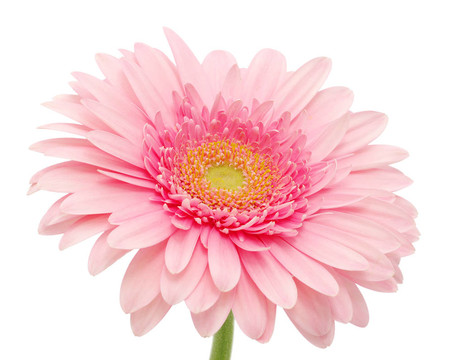 粉色非洲菊