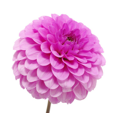 粉紅色的花