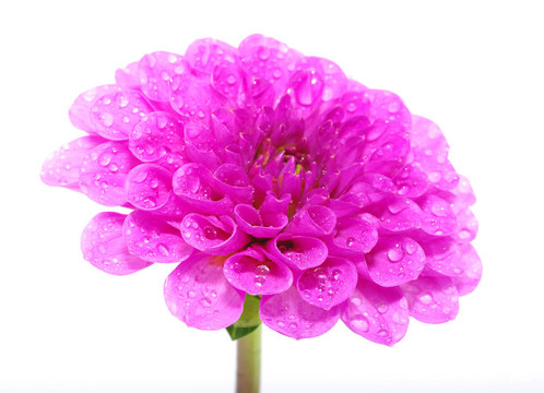 粉紅色的花