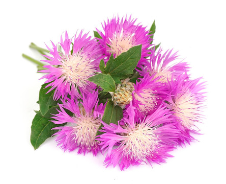 薊花