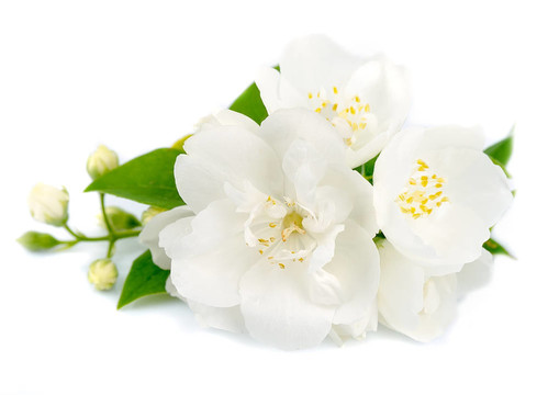 茉莉花