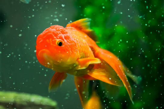 金獅頭金魚