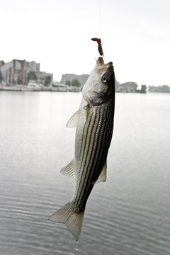 鱸魚