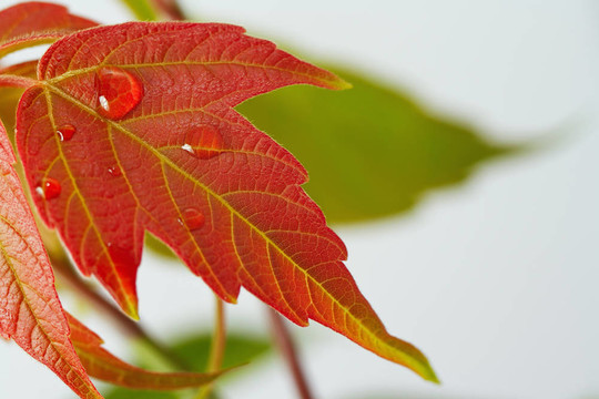 露水對紅葉特寫滴