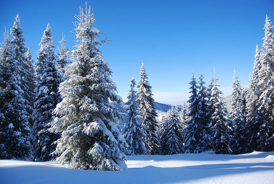 雪山森林