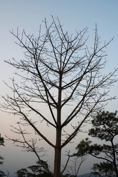 死樹