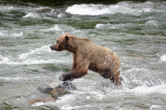 大Brown Bear在河里釣鮭魚