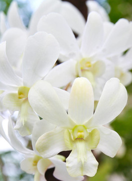 白蘭花花
