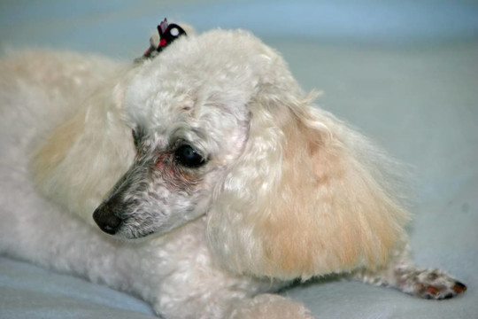 貴賓犬