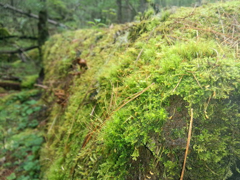 枯樹苔蘚
