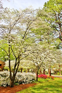 春山茱萸開花