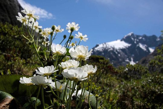 庫(kù)克山的百合花（Ranunculus lyalli）
