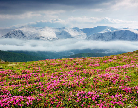 春天的風(fēng)景與多云的天空和Flower