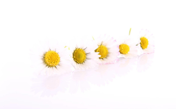 雛菊花