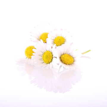 雛菊花