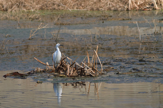 白鷺（Egretta garzetta）