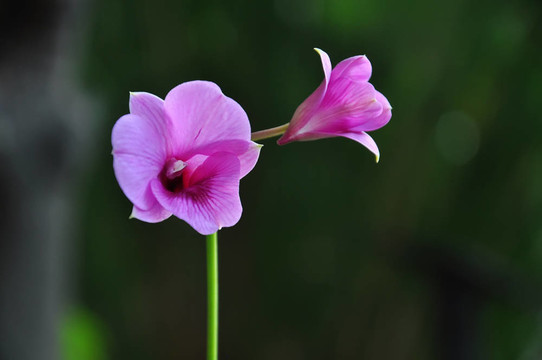 紫色的蘭花