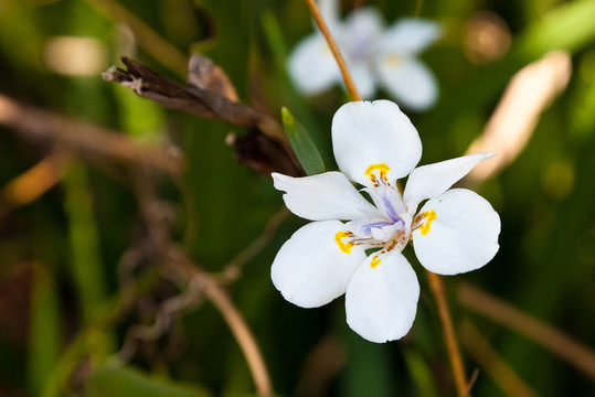 白百合花特寫