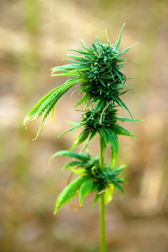 大麻植物