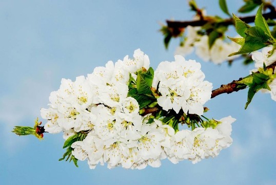 櫻花