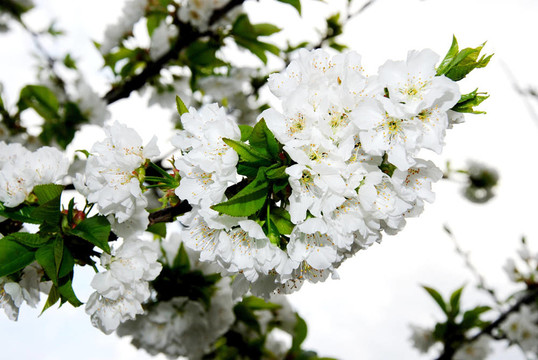 櫻花