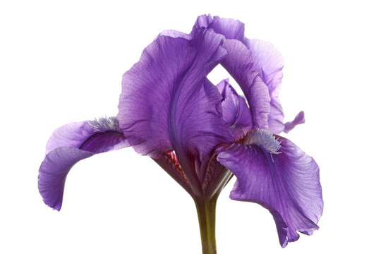 鳶尾花