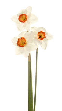 三莖的粉紅色和白色的daffodis