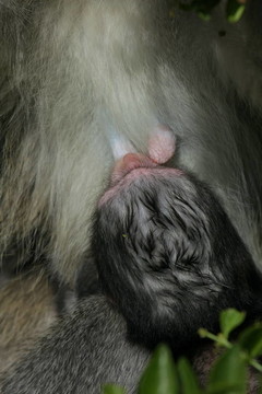 黑長尾猴哺乳嬰兒